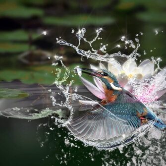nature-water-animals-birds-kingfisher_t20_23JWX6