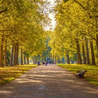 Tree,Lined,Street,In,Hyde,Park,London,,Autumn,Season